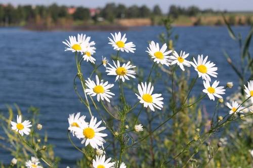 Прогулки у воды