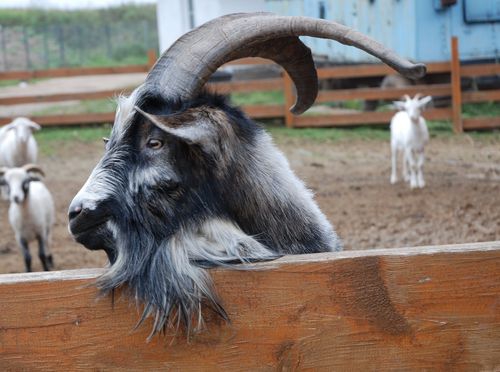 Живой уголок в поселке Спас-Каменка