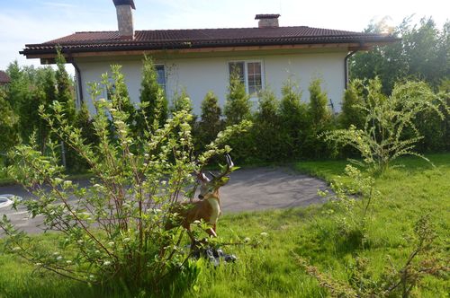 Одноэтажный коттедж