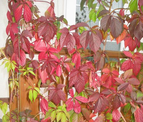 Зеленая изгородь коттеджа в раенду осенью