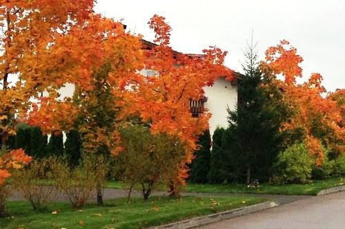 Осень в Спас-Каменке