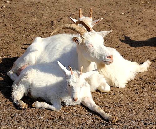 Животные из зоопарка, Спас-Каменка