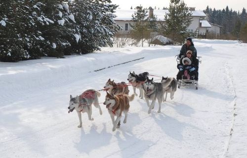 Катание на собачьих упряжках