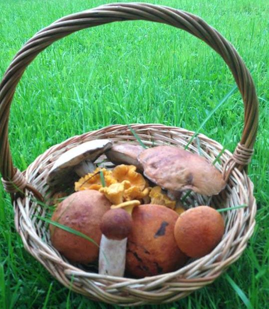 В лес за грибами!