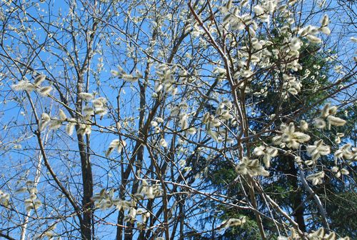 Красивая природа коттеджного посёлка Спас-Каменка