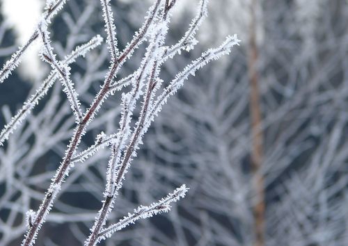 Зимняя природа с Спас-Каменке