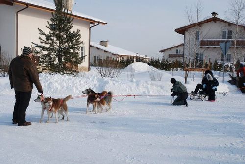 Катание на собачьих упряжках