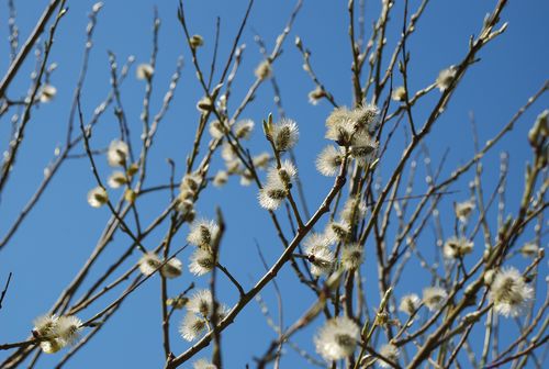 ранняя весна в Спас-Каменке