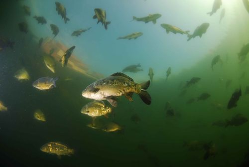 Подводный мир озера Спас-Каменки