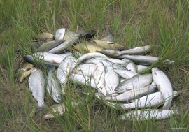 Увлекательная рыбалка