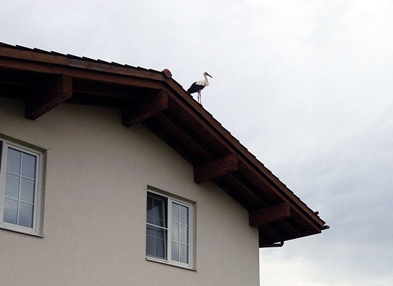 Аист на крыше на фоне неба