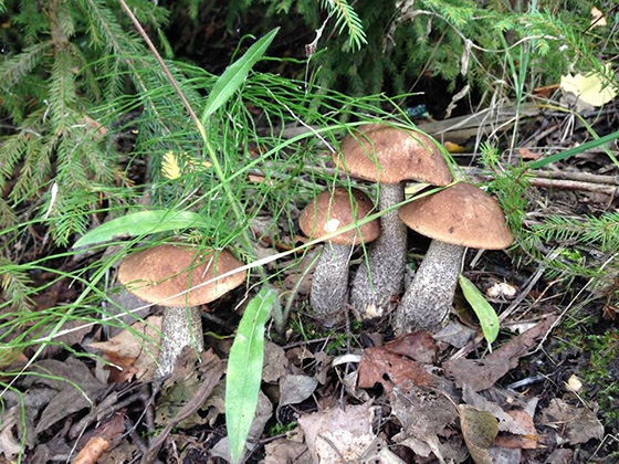 Лесные грибы