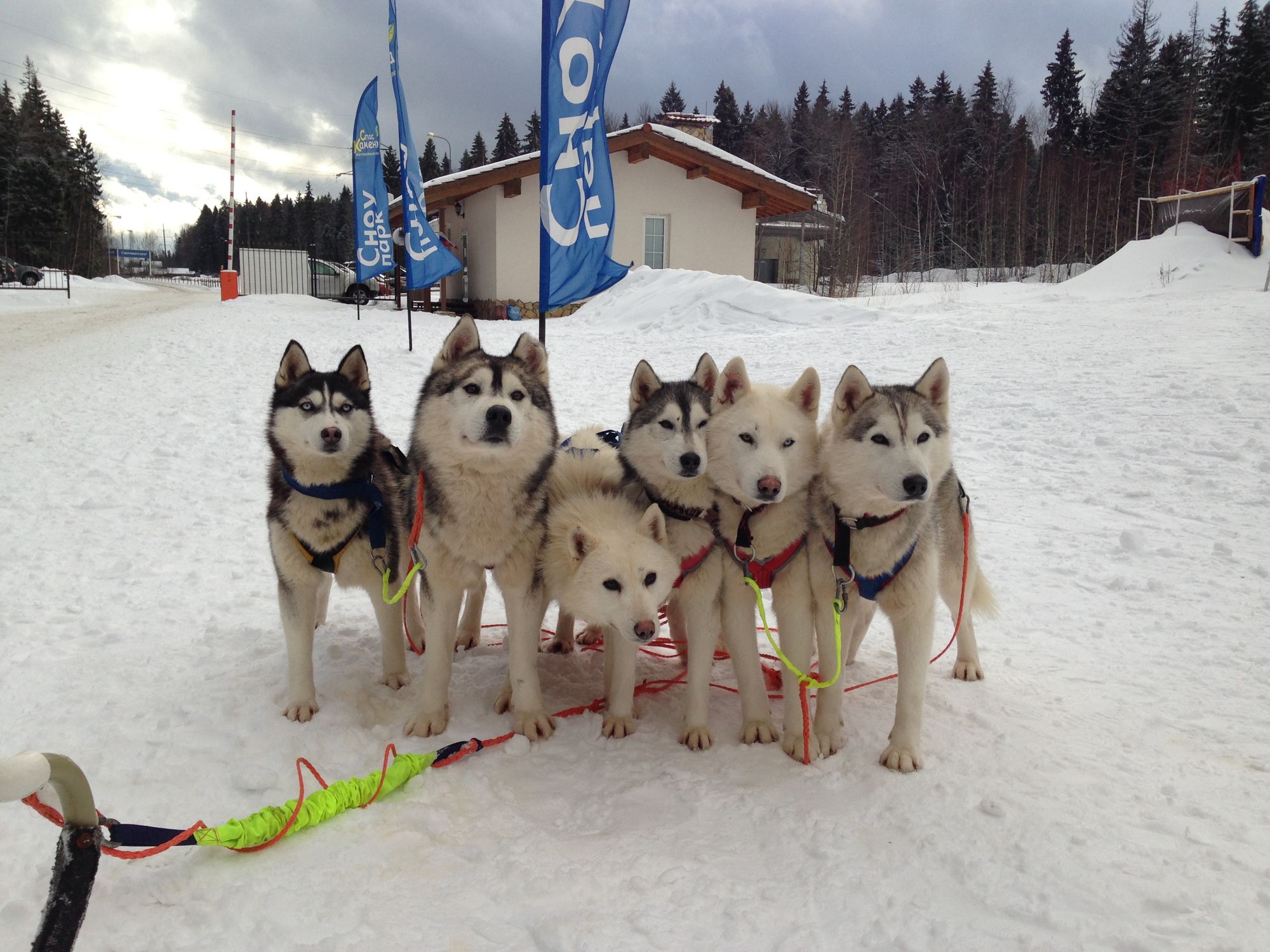 Собачьи упряжки