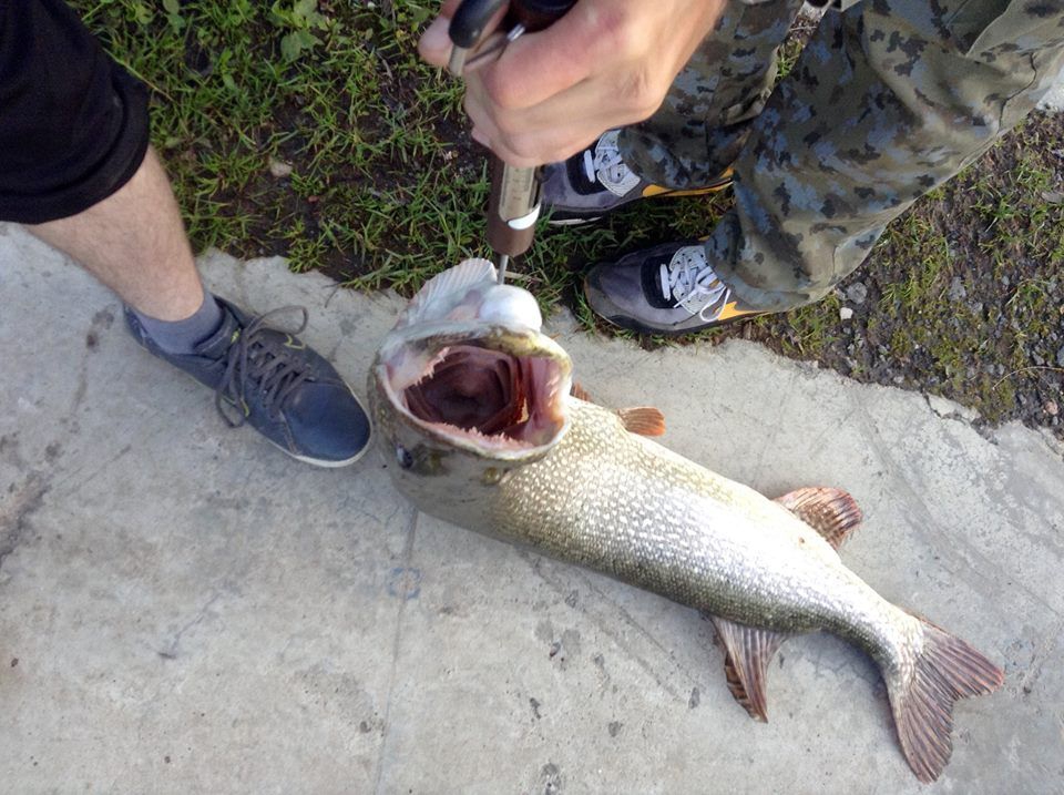 8,5 кг Трофейная щука