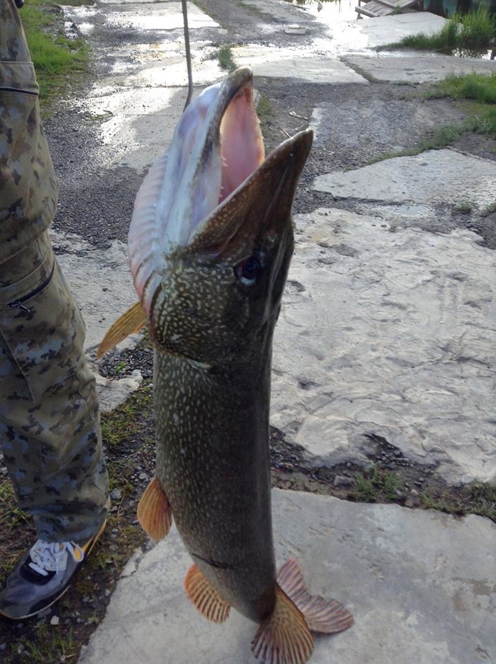 Трофей Щука 8,5 кг