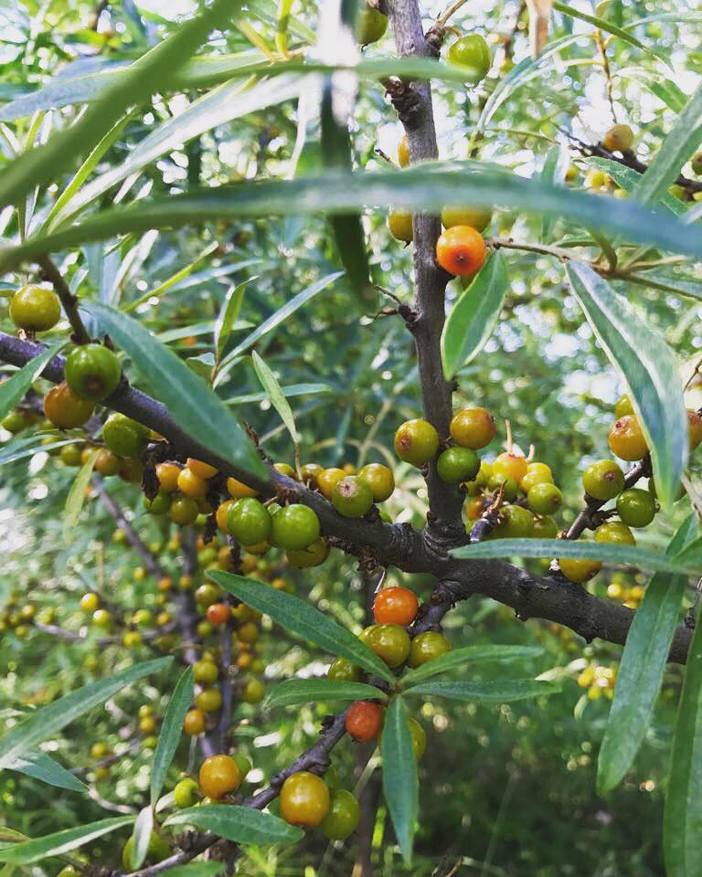 Август 2017 в Спас-Каменке Август 2017 в Спас-Каменке