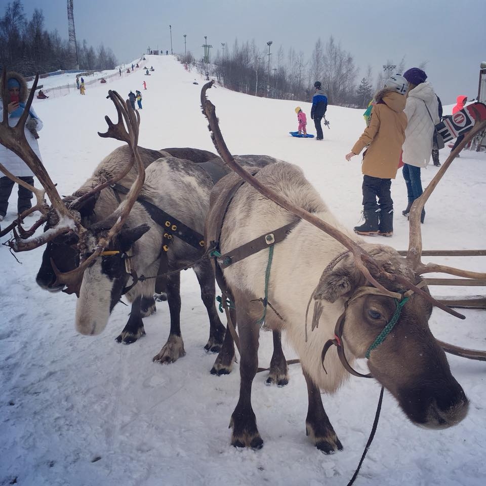 Оленьи упряжки в Спас-Каменке Оленьи упряжки в Спас-Каменке