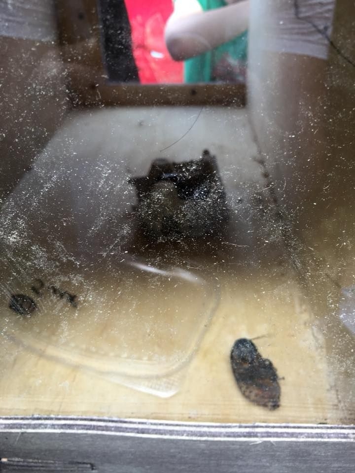 Fort Boyard в Спас-Каменке 2018 Fort Boyard в Спас-Каменке 2018