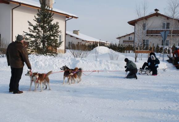 Катанье на собаках