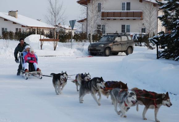 Катанье на собаках