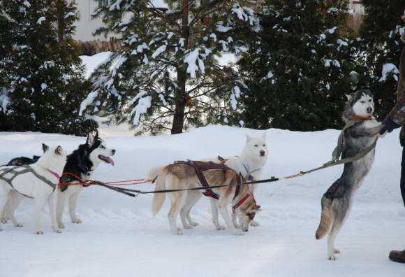 Катанье на собаках