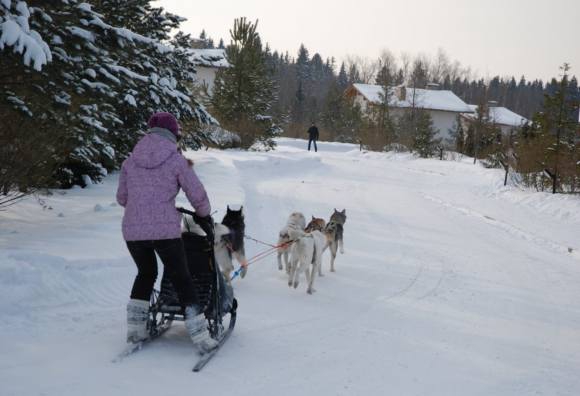 Катанье на собаках