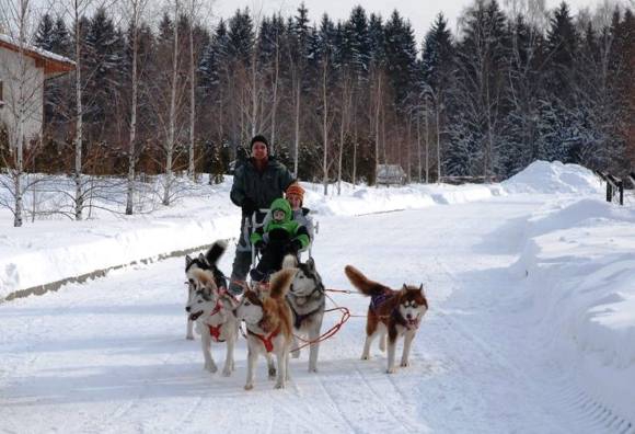 Катанье на собаках