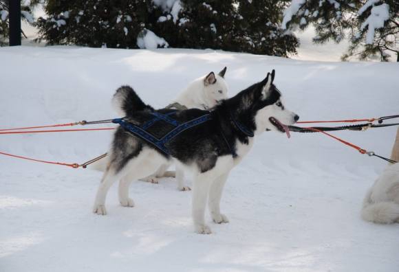 Катанье на собаках