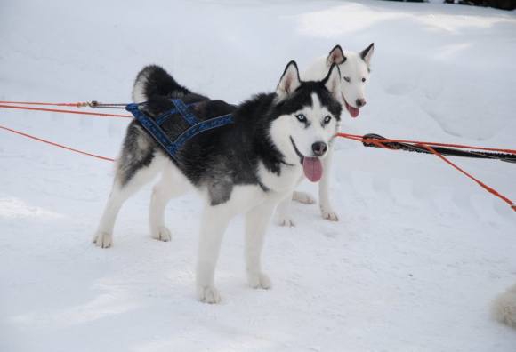 Катанье на собаках