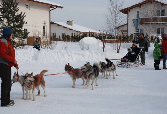 Катанье на собаках