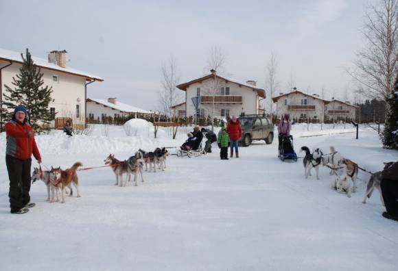 Катанье на собаках