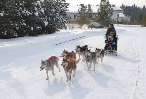 Катанье на собаках