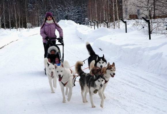 Катанье на собаках