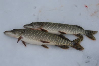 Спас-Каменка. Щуки.